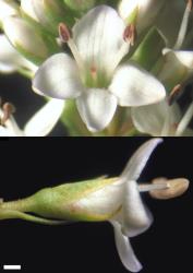 Veronica chathamica. Flowers. Scale = 1 mm.
 Image: W.M. Malcolm © Te Papa CC-BY-NC 3.0 NZ